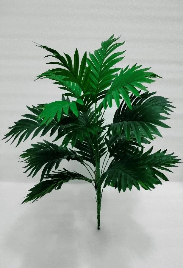 Erica Palm Plant /Bunch Sml 9+12 70cm